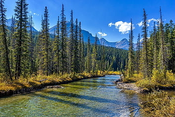 jasper National Park, river, forest, bank, water, trees, rocky Mountains, mountains, scenery, scenic, nature