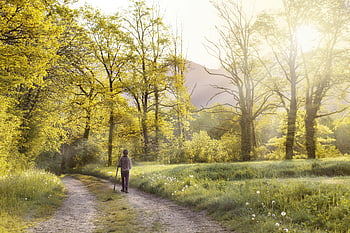 mand walking, skov sti, Solbelyst forårstræer, Serene scene, person walking, Skov, forår, træer, natur, udendørs, sti