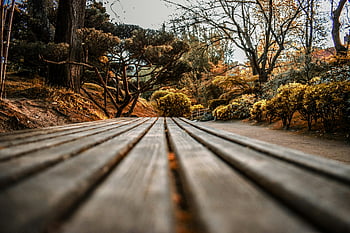 barna fa pad, csupasz fák, őszi park, élénk lombozat, szabadtéri jelenet, természetfotózás, pad a parkban, öszi szezon, fatörzsek, parkolóhely, fa lécek