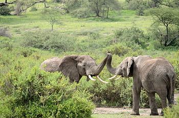 elephants, animals, safari, mammals, wild Animals, wildlife, pachyderm, wilderness, nature, game, african