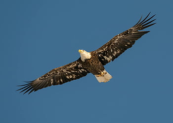 bald eagle, flying eagle, blue sky, outstretched wings, soaring eagle, clear sky, eagle in flight, wildlife photography, nature photography, majestic bird, aerial view