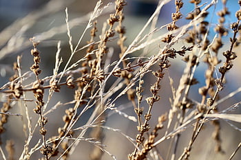dried Flowers, withered, plants, flowers, flower Background, dried Grasses, flower Wallpaper, faded, beautiful Flowers, dried, nature