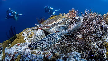 tortoise, reef, sea, underwater, ocean, dive, water, marines, nature, tropical, underwater World