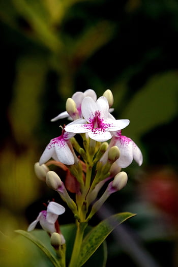 Japanischer Jasmin, Blumen Hintergrund, Blumen, Blumentapete, Garten, Flora, Natur, schöne Blumen, Primel Jasmin, Makro, Blume