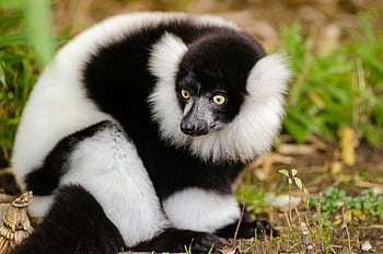 lemur hitam dan putih, fotografi jarak dekat, lemur kasar, duduk di tanah, tanaman hijau, foto terperinci, potret hewan, fotografi satwa liar, pemandangan alam, primata, Lemur Madagaskar
