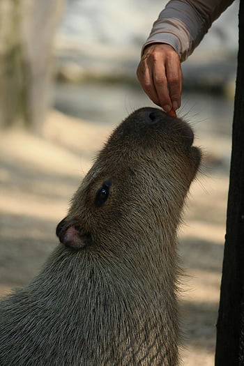 capibara, mano umana, alimentazione, all'aperto, avvicinamento, animale, natura, interazione, petting, zoo