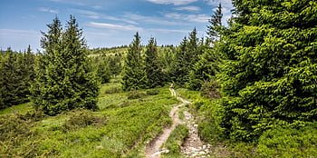 hutan, jejak, pohon, vegetasi, subur, tanaman hijau, jalan, jalur hutan, jejak hutan, jalur alam, jejak alam