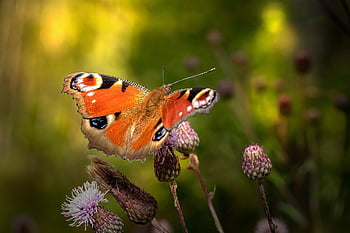 butterfly, flower Background, peacock Butterfly, thistle, insect, beautiful Flowers, european Peacock, aglais Io, animal, pollination, flower