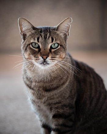 chat, la nature, animal de compagnie, animal, chat tigré, chat domestique, félin, mammifère, mignonne, portrait, national
