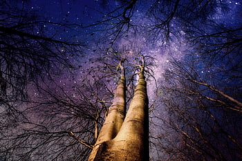 trees, forest, stars, mystical, mysterious, fantasy, dark, gruesome, darkness, night, scary