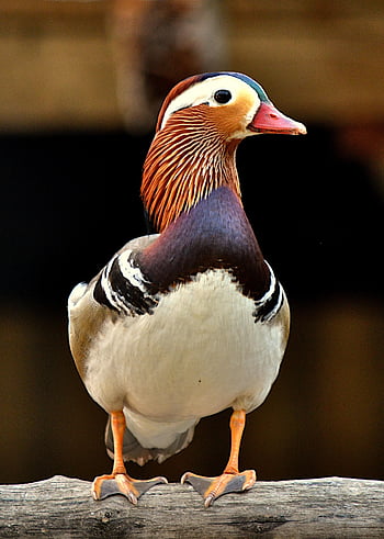 mandarinka, kachna, zoo, kachna mandarinka, peří, ave, ptačí, pták, ornitologie, zvíře, Příroda