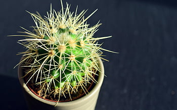 echinocactus grusonii, zelený kaktus, bílý hrnec, ostré ostny, Podrobný výstřel, jasné světlo, hrnkové kaktus, vnitřní zařízení, sukulentní, pouštní rostlina, kaktusové fotografie