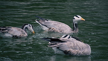 bar-headed Geese, geese, pond, birds, waterfowls, water Birds, aquatic Birds, animals, plumage, beak, habitat