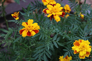 fiori gialli, calendula messicana, calendula azteca, natura, autunno, tagetes erecta, giardino, fiore