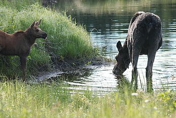 moose, cow And Calf, eating, nature, hey I Am Eating Here, motherhood, female, animals, wild, young