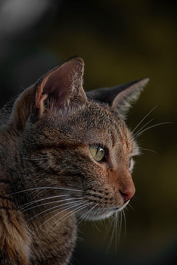 kucing, alam, kucing betina, membelai, hewan, kucing tenggiri, kucing rumahan, cambang, licik, mamalia, imut