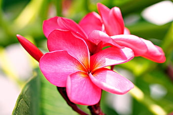 floare, frangipani, a inflori, flori frumoase, inflori, petale, creştere, floare tapet, botanică, plumeria, roz