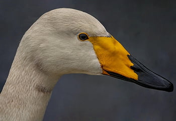 zwaan-, vogel, natuur, Wilde zwaan, aviaire, vogelkunde, soorten, dier, dieren in het wild, veren, bek