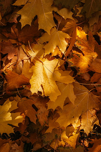 foglie gialle cadute, foglie d'acero autunnali, autunno vibrante, luce solare illuminata, Foresta serena, fogliame autunnale, foglie dorate, stagione autunnale, bellezza naturale, trama delle foglie, colori autunnali