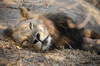 lion, safari, africa, zambia, wildlife, nature