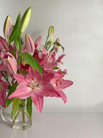 pink lilies, glass vase, close-up shot, vibrant bouquet, neutral background, floral arrangement, pink flowers, clear glass, lily flowers, blooming flowers, indoor flowers