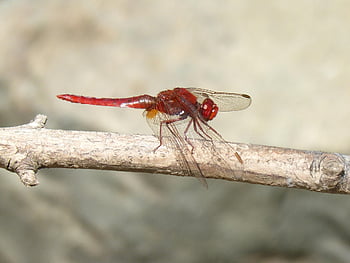 Oddział, owad, ważka, czerwona ważka, erythraea crocothemis, Scarlet Dragonfly, zwierzę, Natura, zbliżenie