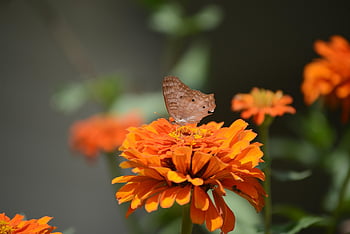 god's Creation, flowers, flower Wallpaper, zinnia, butterfly, flower Background, beautiful Flowers, insect, pollination, orange Flowers, garden