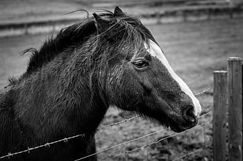 horse head animal, black and white, close-up, country, equestrian, equine, eye, farm, fence, hoofed, monochrome