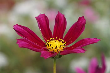 ガーデンコスモス、 ピンクの花、 宇宙、 コスメア、 コスモスの花、 花、 フローラ、 植物、 自然、 観賞用植物、 植物学
