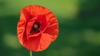 opium, bunga, opium merah, bunga merah, wallpaper bunga, kelopak, kelopak merah, berkembang, mekar, latar belakang bunga, flora