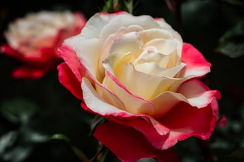 flower, flower Wallpaper, rose, petals, foliage, bloom, blossom, flower Background, rose Flower, nature, beautiful Flowers