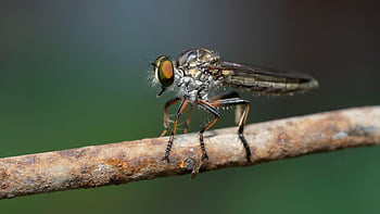 lupič létat, zabiják létat, hmyz, asilidae, makro, Rezavý drát, létat, Chyba, zblízka