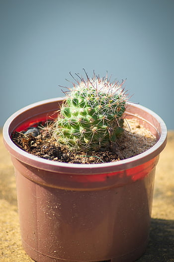 カクタス、 工場、 植木鉢、 サボテンの植物、 多肉植物、 棘、 とげ、 とげとげしい、 鉢植え、 庭園、 自然
