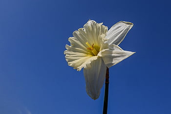 spring Flower, garden, nature, daffodil, flora, close Up, white, spring