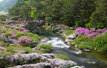 ชวนชม, ลำธาร, น้ำ, สะอาด, สีเขียว, ตะไคร่น้ำ, ภูเขา, ต้นไม้, ป่า, น้ำตก, หุบเขา