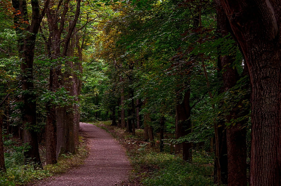 forest, autumn, trees, trail, landscape, woods