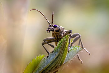 kumbang longhorn berbintik hitam, serangga, alam, hewan, makro, merapatkan, invertebrata, margasatwa, kumbang, arthropoda, antena binatang
