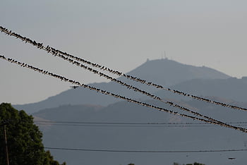 typical Swallows, birds, power Lines, greece, nature, landscape, bird, autumn, sad, emigration