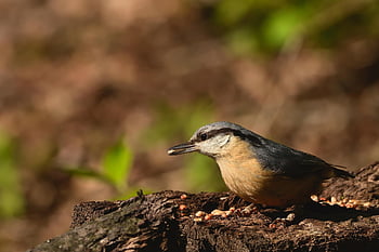 kleiber, pták, brhlík lesní, ornitologie, druh, fauna, ptačí, zvíře, zobák, volně žijících živočichů, strom