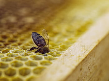 bee, honey, honeycomb, beehive, beekeeping, insects, macro
