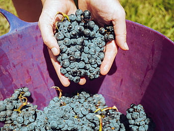 Wein, Weingläser, Vino, glücklich, Weingut, Trauben, Wein machen
