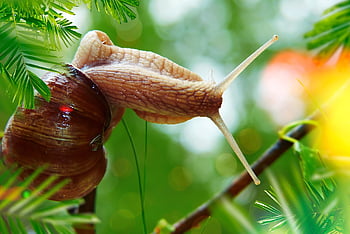 vineyard, molluscum, horns, sky, bokeh, vegetation, shellfish, animals, nature, outside, invertebrates