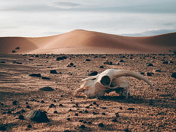 lebka, Alžírská poušť, písečné duny, Rolling Dunes, Zbytky pouště, obrovská poušť, pouštní krajina, lebka v poušti, pouštní scenérie, Pouštní prostředí, Pouštní lebka