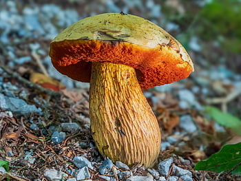 mushroom, satanic Boletus, plant, forest, lid, forest Floor, nature, satan Boletus