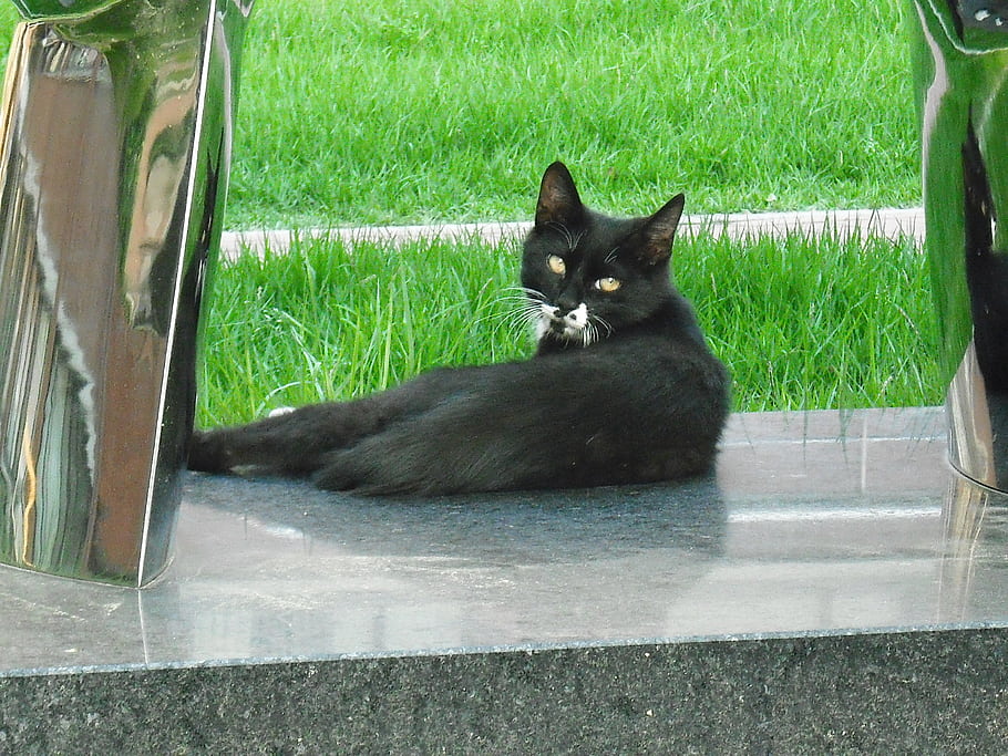 cat, black cat, outdoor, grass, sitting, relaxed, street cat, shiny surface, reflection, whiskers, eyes