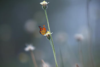 motýl monarcha, černé a oranžové motýl, bílý květ okvětní lístek, krásu přírody, měkké rozmazané pozadí, motýl na květu, Monarcha na květu, fotografování přírody, květinové fotografie, fotografování divoké zvěře, venkovní scénu