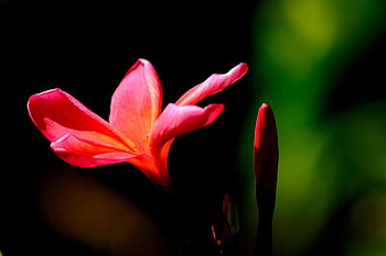 plumeria, floare, floare tapet, flori frumoase, plantă, fundal de floare, frangipani, mugur, natură, floare rosie, a inflori