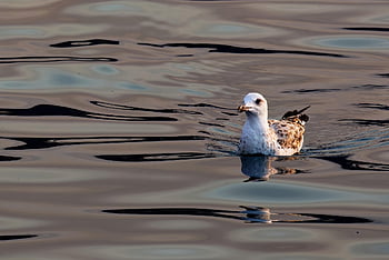 silver Gull, bird, animal, gull, seagull, coastal Bird, seabird, beak, plumage, avian, wildlife