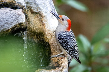 woodpecker, bird, perched, close up, nature, birdwatching, background, feathered, beak, eye, wildlife