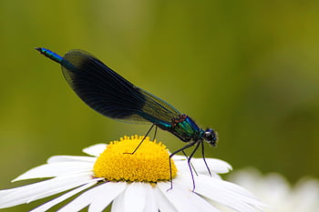 vážka, pruhovaná demoiselle, hmyz, letu hmyzu, Příroda, demoiselle, křídla, letní, složené oči